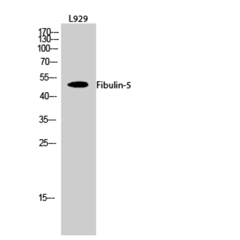 Western blot - Fibulin-5 Polyclonal Antibody from Signalway Antibody (40926) - Antibodies.com