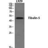 Western blot - Fibulin-5 Polyclonal Antibody from Signalway Antibody (40926) - Antibodies.com