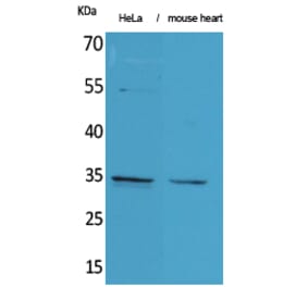 Western blot - Caspase-3 Polyclonal Antibody from Signalway Antibody (41613) - Antibodies.com