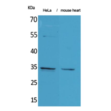 Western blot - Caspase-3 Polyclonal Antibody from Signalway Antibody (41613) - Antibodies.com