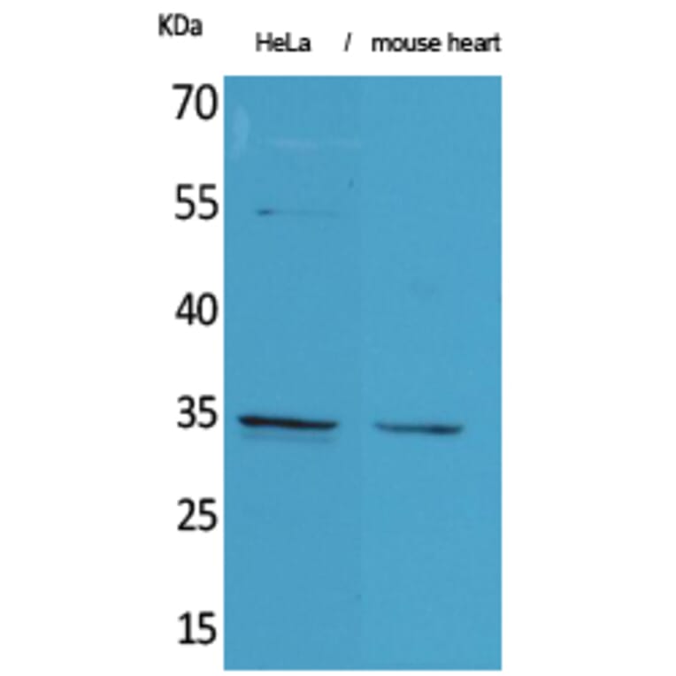 Western blot - Caspase-3 Polyclonal Antibody from Signalway Antibody (41613) - Antibodies.com