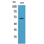 Western blot - Tubulin α Polyclonal Antibody from Signalway Antibody (41738) - Antibodies.com