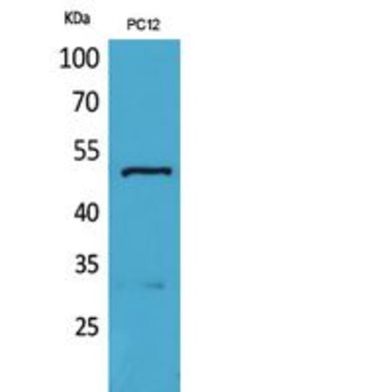 Western blot - Tubulin α Polyclonal Antibody from Signalway Antibody (41810) - Antibodies.com