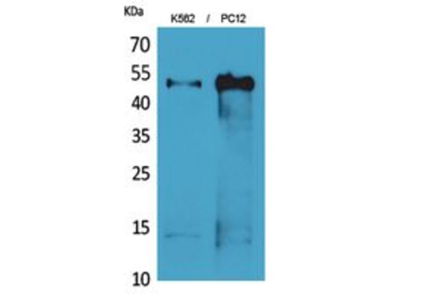 Western blot - Tubulin α Polyclonal Antibody from Signalway Antibody (41811) - Antibodies.com