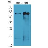 Western blot - Tubulin α Polyclonal Antibody from Signalway Antibody (41811) - Antibodies.com