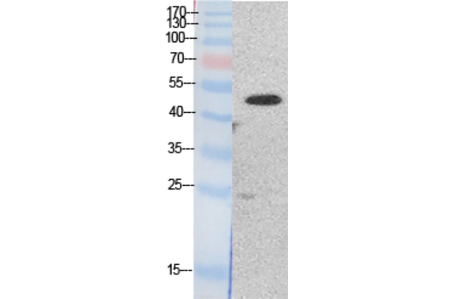 Western blot - EF-1 α1/2 Polyclonal Antibody from Signalway Antibody (41865) - Antibodies.com