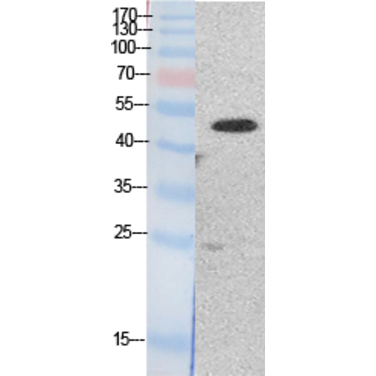 Western blot - EF-1 α1/2 Polyclonal Antibody from Signalway Antibody (41865) - Antibodies.com