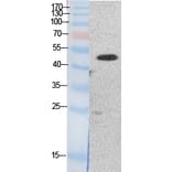 Western blot - EF-1 α1/2 Polyclonal Antibody from Signalway Antibody (41865) - Antibodies.com