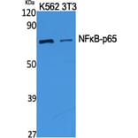 Western blot - NFκB-p65 Polyclonal Antibody from Signalway Antibody (41227) - Antibodies.com