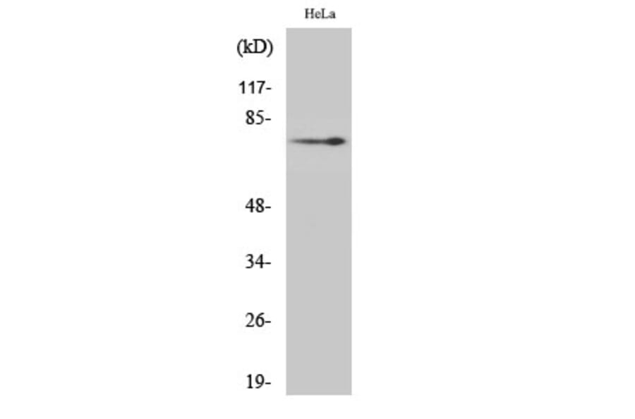 Western blot - NGFR p75 Polyclonal Antibody from Signalway Antibody (41240) - Antibodies.com