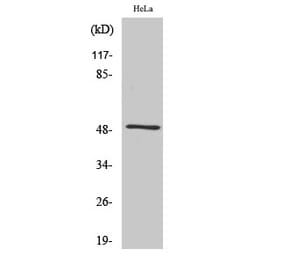 Western blot - Septin 8 Polyclonal Antibody from Signalway Antibody (41427) - Antibodies.com