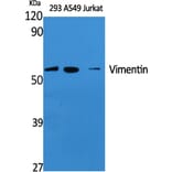 Western blot - Vimentin Polyclonal Antibody from Signalway Antibody (41533) - Antibodies.com