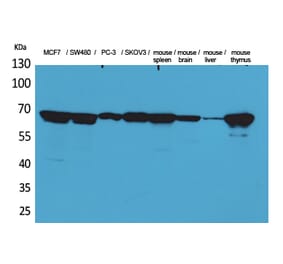 Western blot - Lamin B1 Polyclonal Antibody from Signalway Antibody (41589) - Antibodies.com