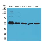 Western blot - Fascin 1 Polyclonal Antibody from Signalway Antibody (41620) - Antibodies.com
