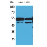 Western blot - HNF-4α/γ Polyclonal Antibody from Signalway Antibody (41720) - Antibodies.com