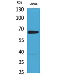 Western blot - NFκB-p65 Polyclonal Antibody from Signalway Antibody (41733) - Antibodies.com