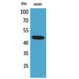 Western blot - SCYL1BP1 Polyclonal Antibody from Signalway Antibody (41756) - Antibodies.com