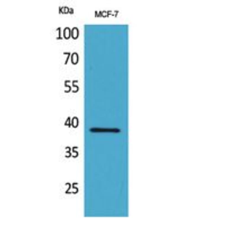 Western blot - Cerberus Polyclonal Antibody from Signalway Antibody (41795) - Antibodies.com