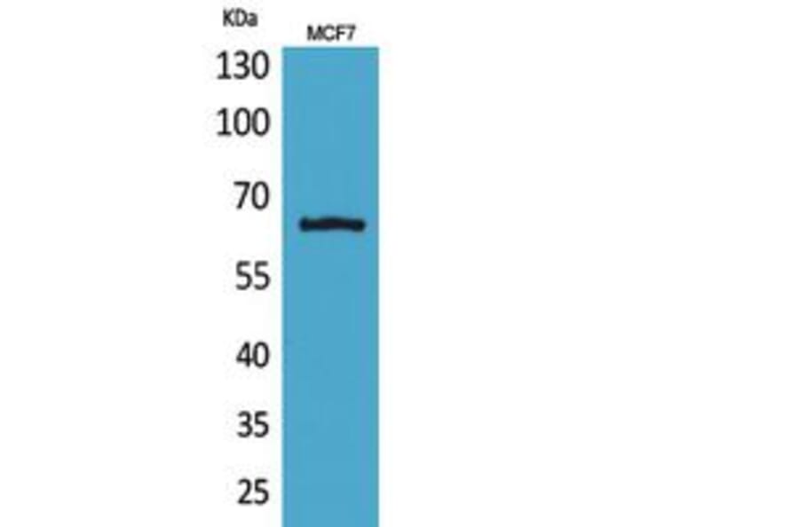 Western blot - NFκB-p65 Polyclonal Antibody from Signalway Antibody (41808) - Antibodies.com