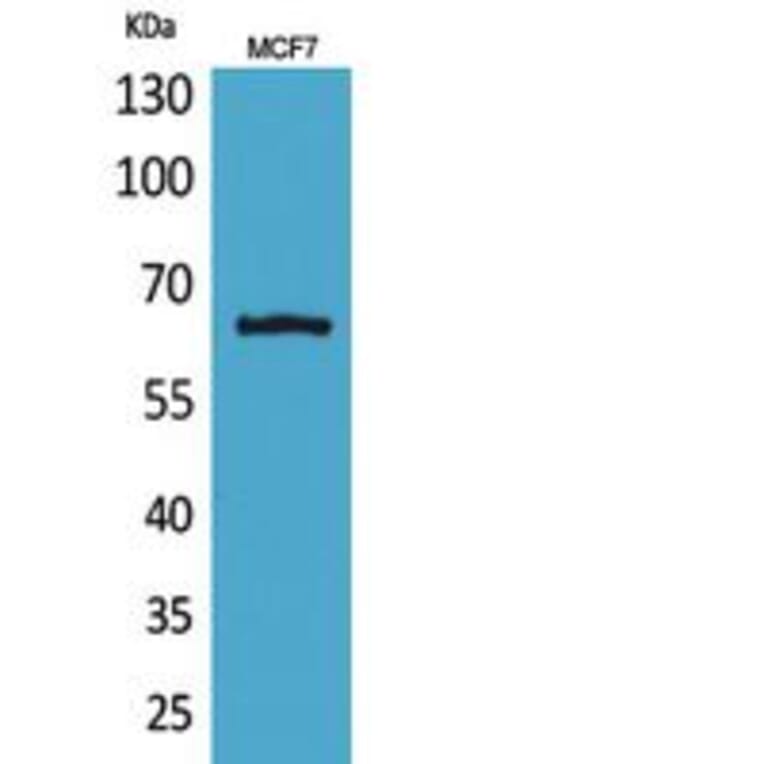 Western blot - NFκB-p65 Polyclonal Antibody from Signalway Antibody (41808) - Antibodies.com