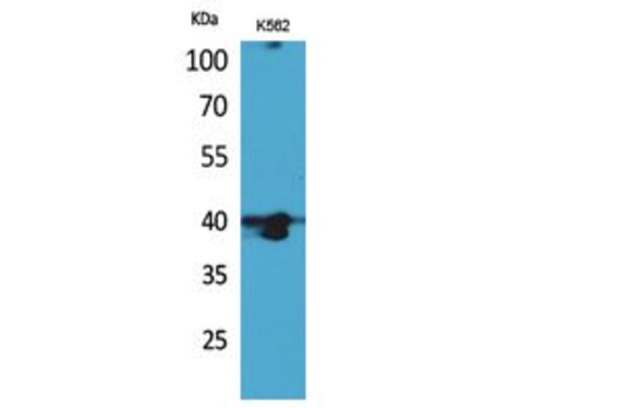 Western blot - GPR87/95 Polyclonal Antibody from Signalway Antibody (41816) - Antibodies.com