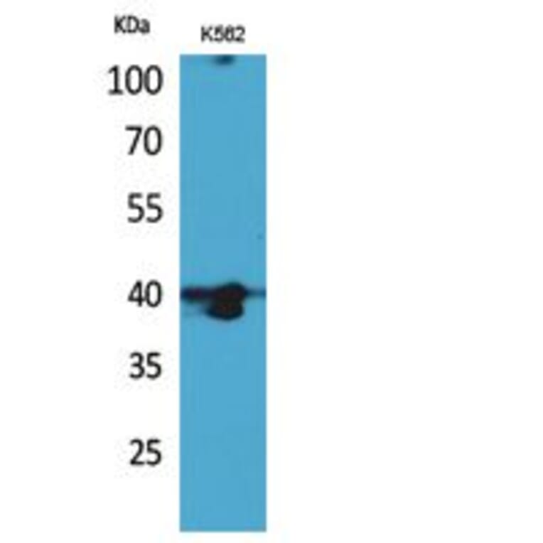 Western blot - GPR87/95 Polyclonal Antibody from Signalway Antibody (41816) - Antibodies.com