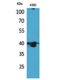 Western blot - GPR87/95 Polyclonal Antibody from Signalway Antibody (41816) - Antibodies.com