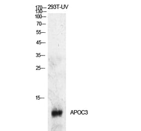 Western blot - ApoC-III Polyclonal Antibody from Signalway Antibody (41916) - Antibodies.com