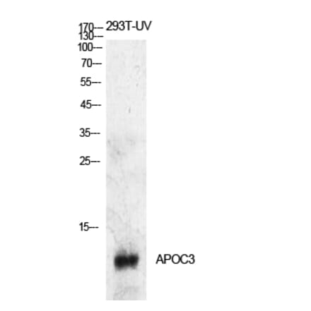 Western blot - ApoC-III Polyclonal Antibody from Signalway Antibody (41916) - Antibodies.com