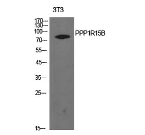 Western blot - PPP1R15B Polyclonal Antibody from Signalway Antibody (41937) - Antibodies.com