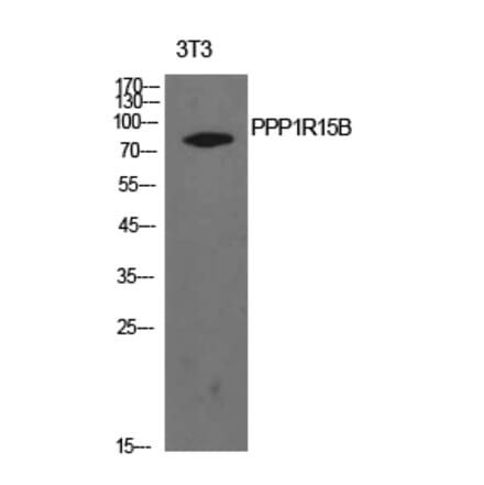 Western blot - PPP1R15B Polyclonal Antibody from Signalway Antibody (41937) - Antibodies.com