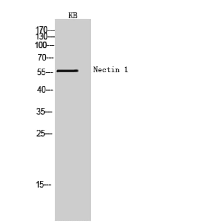 Western blot - Nectin 1 Polyclonal Antibody from Signalway Antibody (41967) - Antibodies.com