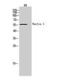 Western blot - Nectin 1 Polyclonal Antibody from Signalway Antibody (41967) - Antibodies.com