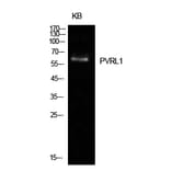 Western blot - Nectin 1 Polyclonal Antibody from Signalway Antibody (41967) - Antibodies.com