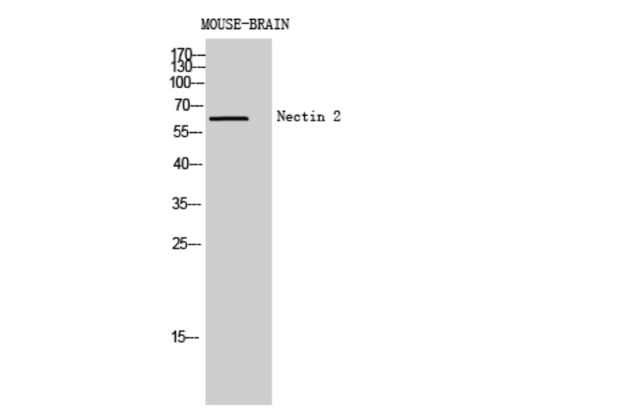 Western blot - Nectin 2 Polyclonal Antibody from Signalway Antibody (41968) - Antibodies.com