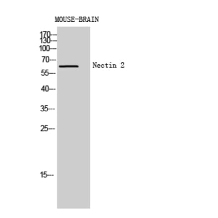 Western blot - Nectin 2 Polyclonal Antibody from Signalway Antibody (41968) - Antibodies.com