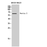 Western blot - Nectin 2 Polyclonal Antibody from Signalway Antibody (41968) - Antibodies.com