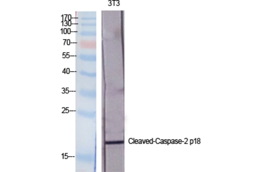 Western blot - Cleaved-Caspase-2 p18 (G170) Polyclonal Antibody from Signalway Antibody (40506) - Antibodies.com