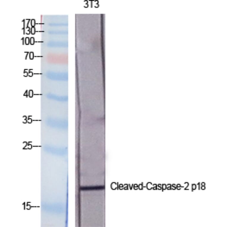 Western blot - Cleaved-Caspase-2 p18 (G170) Polyclonal Antibody from Signalway Antibody (40506) - Antibodies.com