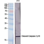 Western blot - Cleaved-Caspase-2 p18 (G170) Polyclonal Antibody from Signalway Antibody (40506) - Antibodies.com