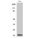 Western blot - Cleaved-Caspase-5 p20 (D121) Polyclonal Antibody from Signalway Antibody (40510) - Antibodies.com