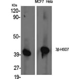 Western blot - 3β-HSD7 Polyclonal Antibody from Signalway Antibody (40527) - Antibodies.com