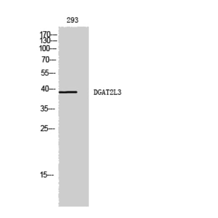 Western blot - DGAT2L3 Polyclonal Antibody from Signalway Antibody (40840) - Antibodies.com