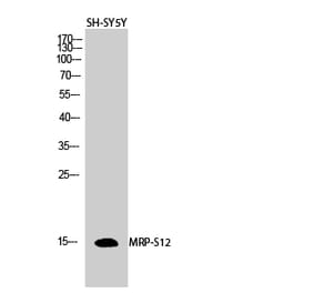 Western blot - MRP-S12 Polyclonal Antibody from Signalway Antibody (41178) - Antibodies.com