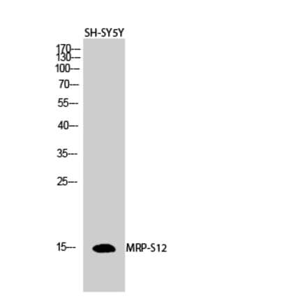 Western blot - MRP-S12 Polyclonal Antibody from Signalway Antibody (41178) - Antibodies.com