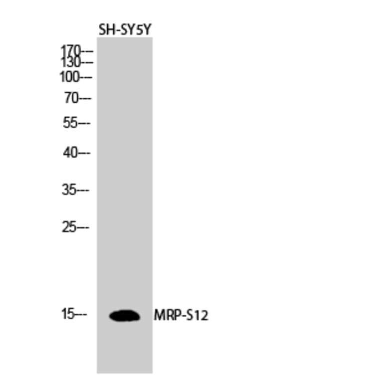 Western blot - MRP-S12 Polyclonal Antibody from Signalway Antibody (41178) - Antibodies.com