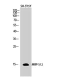 Western blot - MRP-S12 Polyclonal Antibody from Signalway Antibody (41178) - Antibodies.com