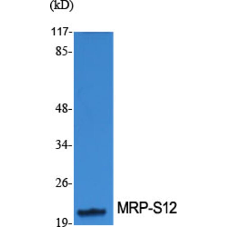 Western blot - MRP-S12 Polyclonal Antibody from Signalway Antibody (41178) - Antibodies.com