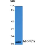 Western blot - MRP-S12 Polyclonal Antibody from Signalway Antibody (41178) - Antibodies.com