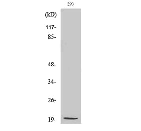 Western blot - MRP-S25 Polyclonal Antibody from Signalway Antibody (41181) - Antibodies.com